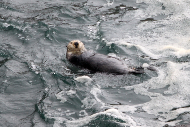 sea otter